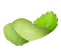 Mints leaf