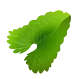 Mints leaf