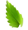 Mints leaf